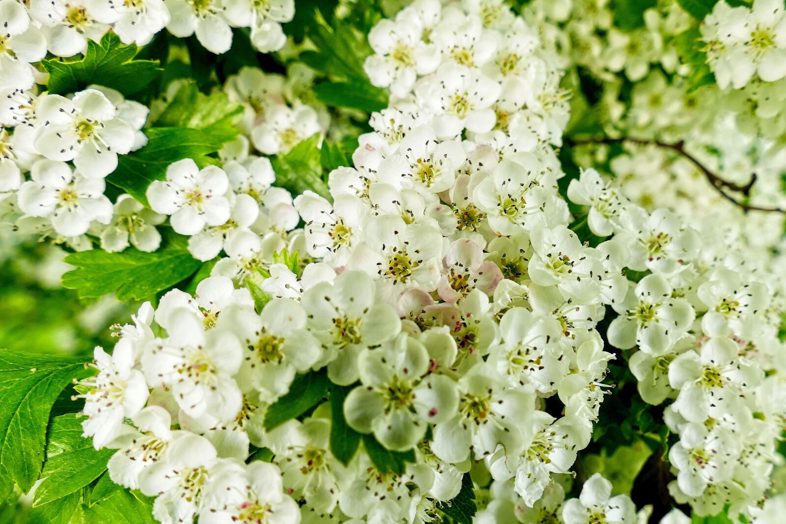 Panasonic Lumix DMC-FZ1000 sample photo. Spring, flower, flowers photography
