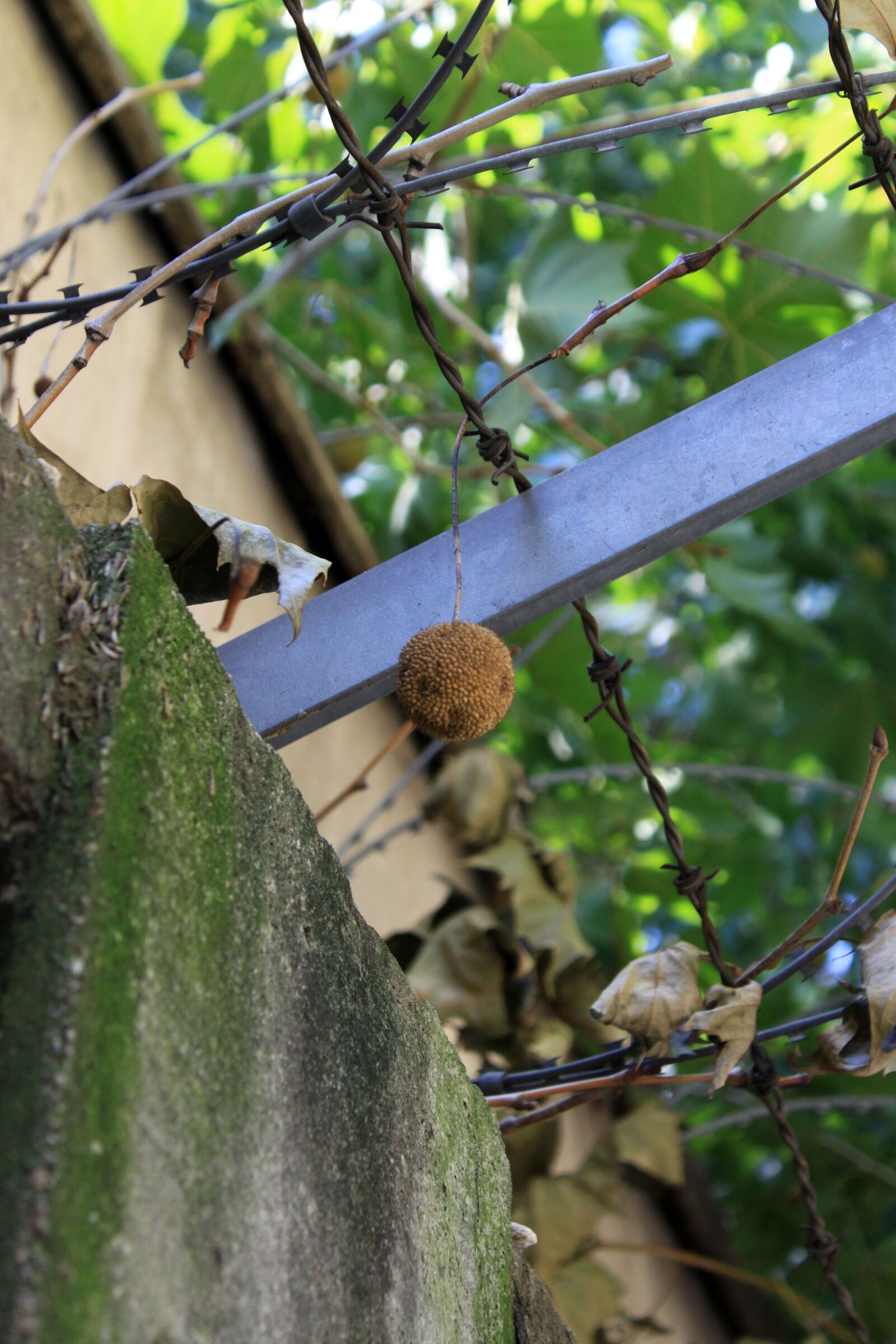 Canon EOS 50D sample photo. Fence, pence, fruit photography