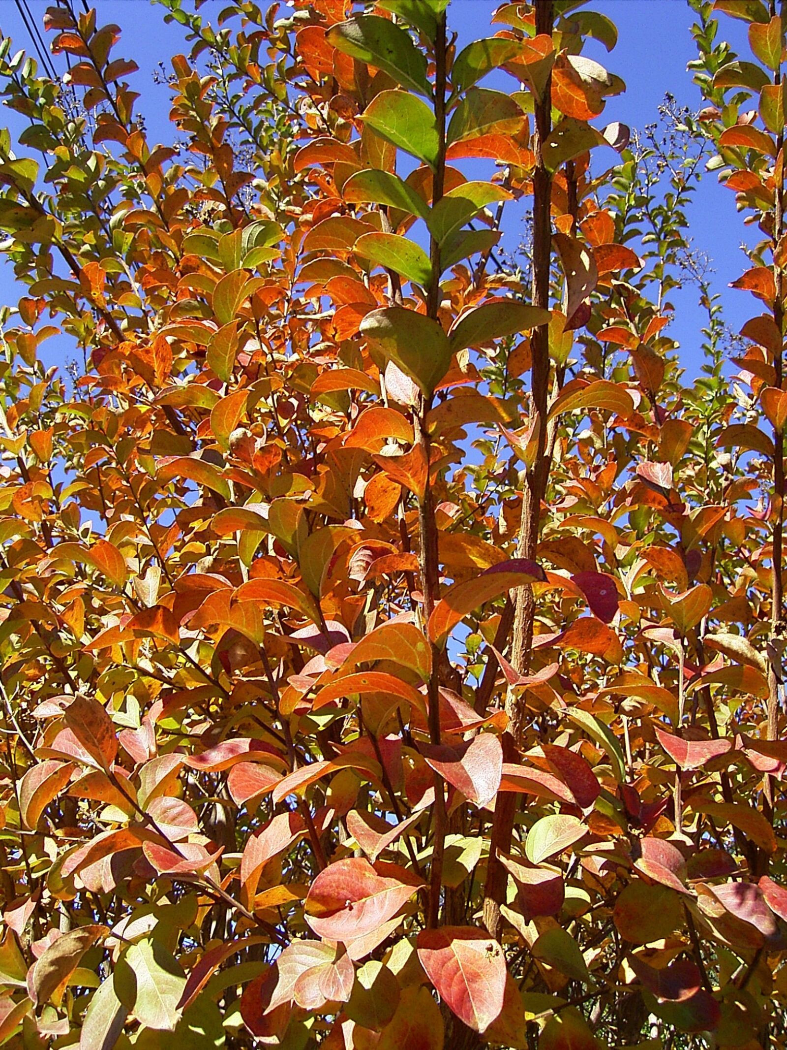 Ricoh Caplio RR30 sample photo. Leaf, leaves, tree photography