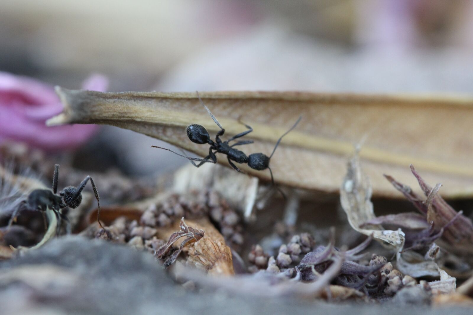 Canon EOS 60D + Canon EF 100mm F2.8 Macro USM sample photo. Ants, insect, garden photography