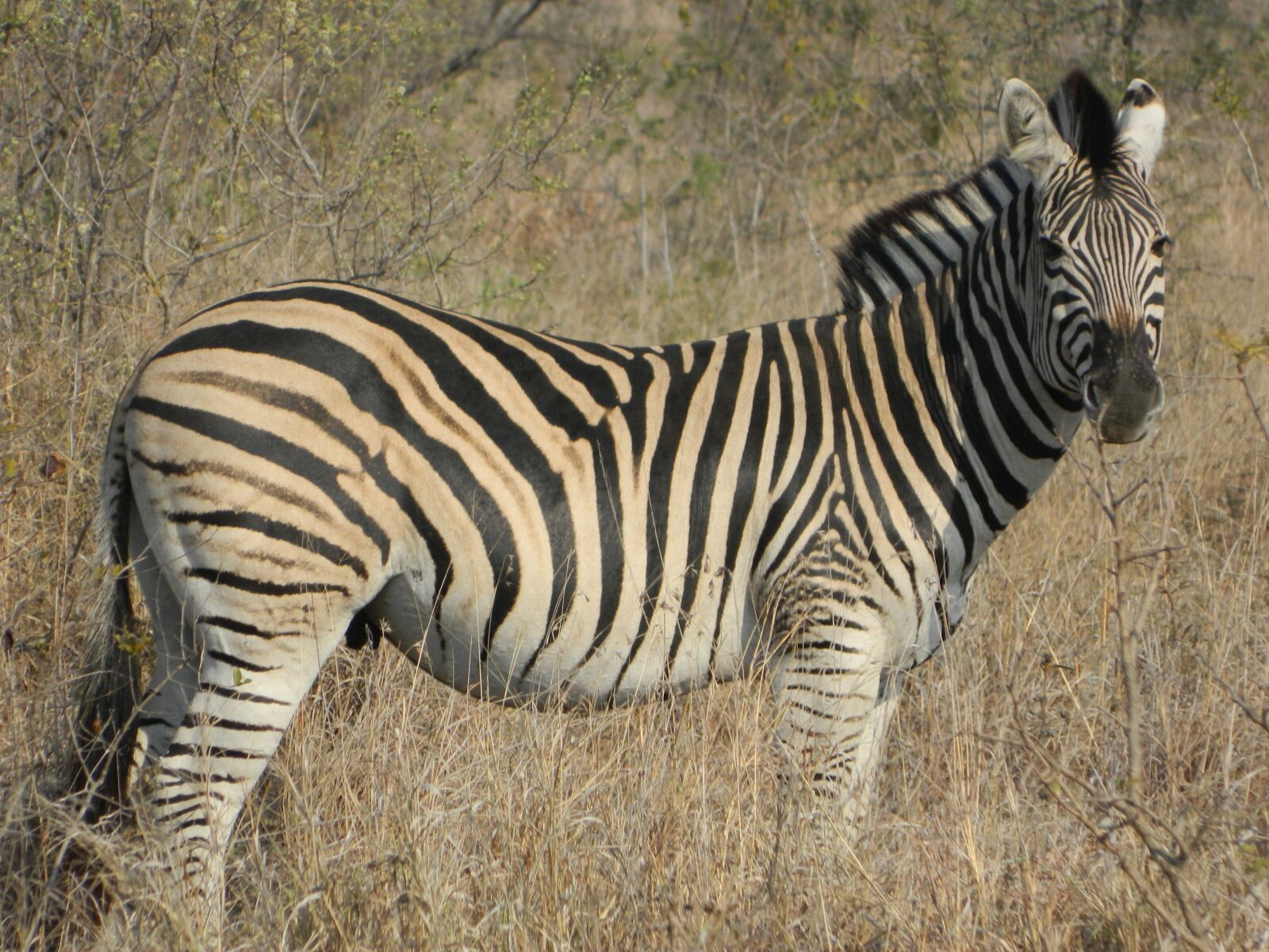 Nikon Coolpix L120 sample photo. Zebra, south africa, wild photography