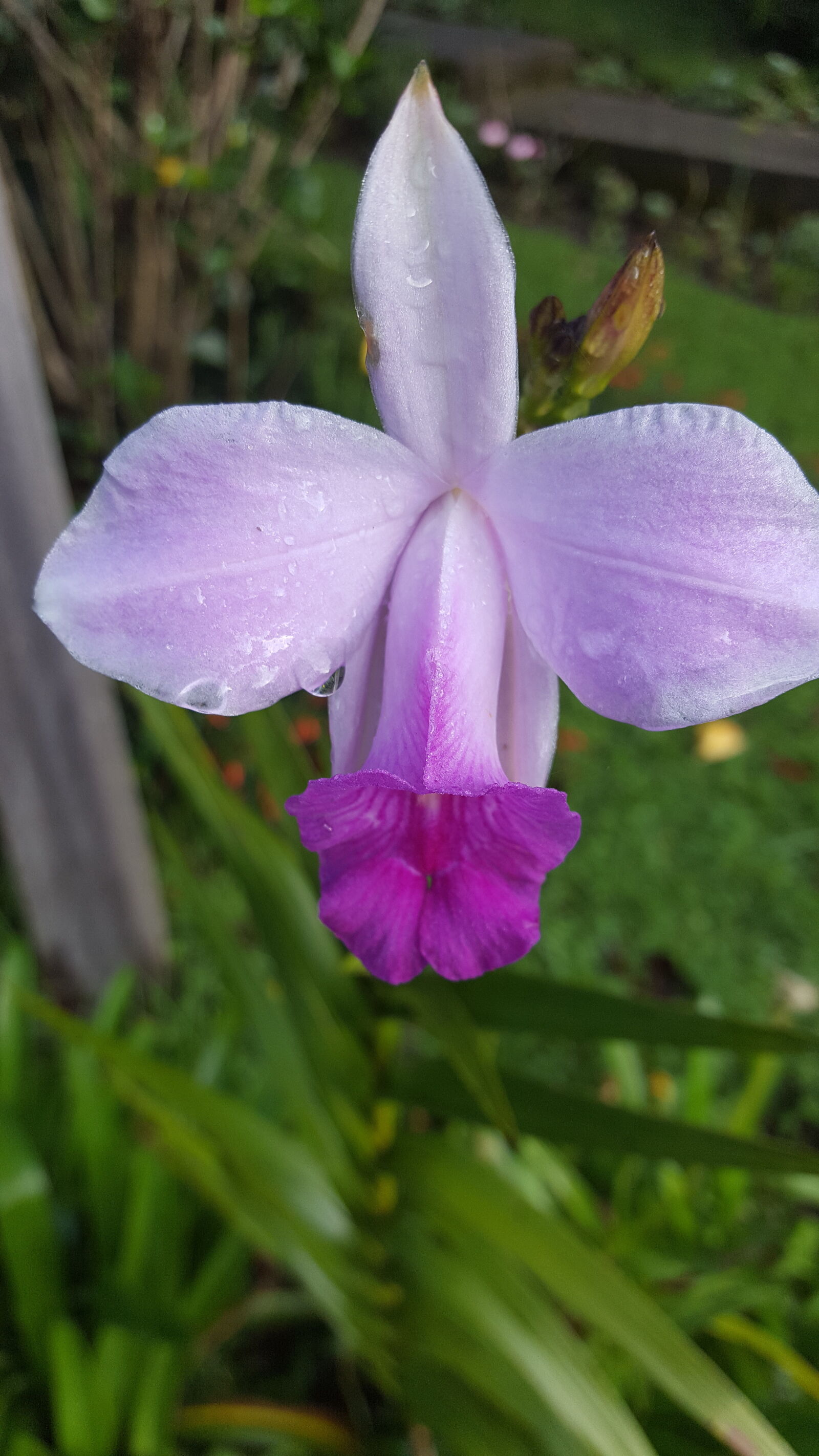 Samsung GALAXY S6 edge sample photo
