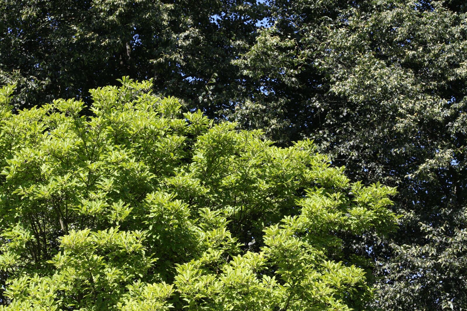 Canon EOS 40D sample photo. Trees, leaves, nature photography
