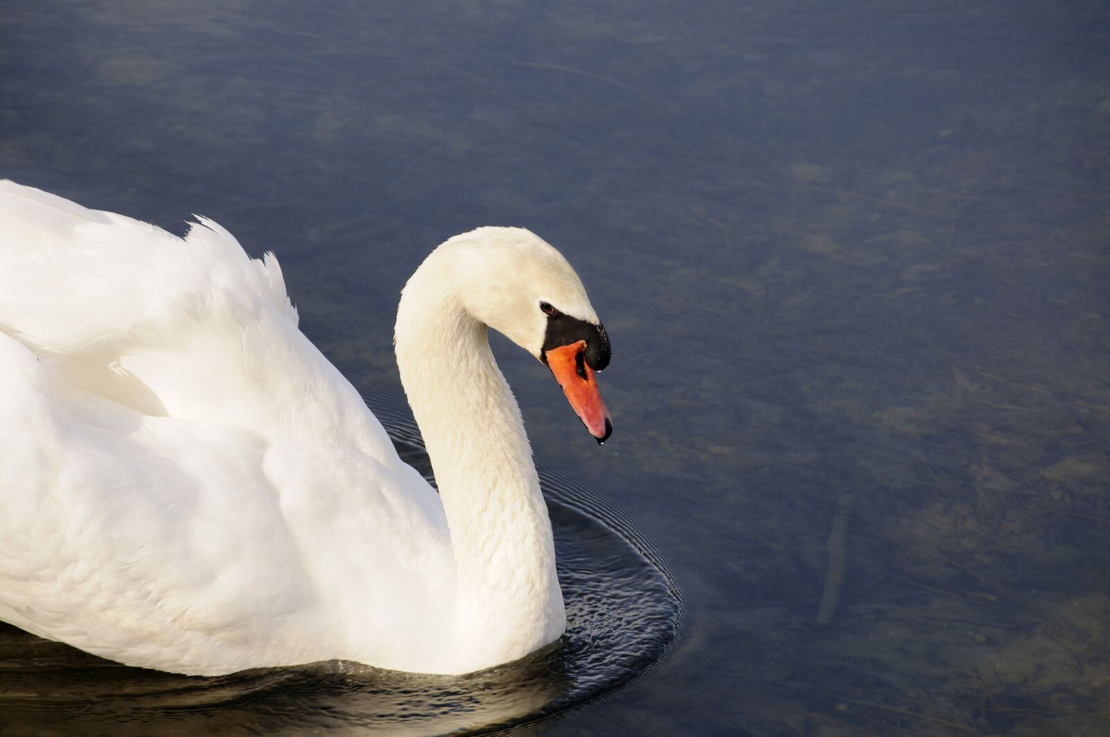 Nikon D5000 sample photo. Swan, animal, bird photography