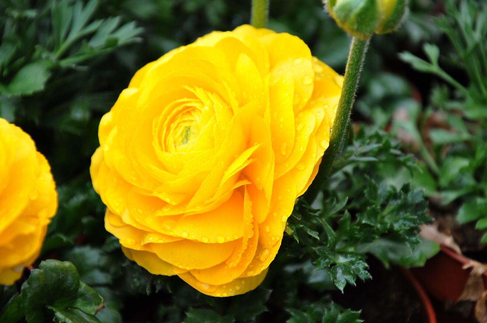 Nikon D90 sample photo. Ranunculus, yellow, goldilocks photography