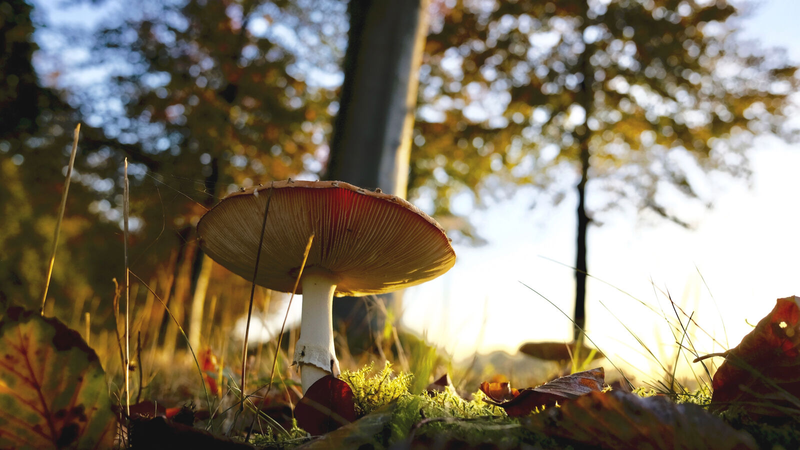Fujifilm X70 sample photo. Close, up, of, mushroom photography