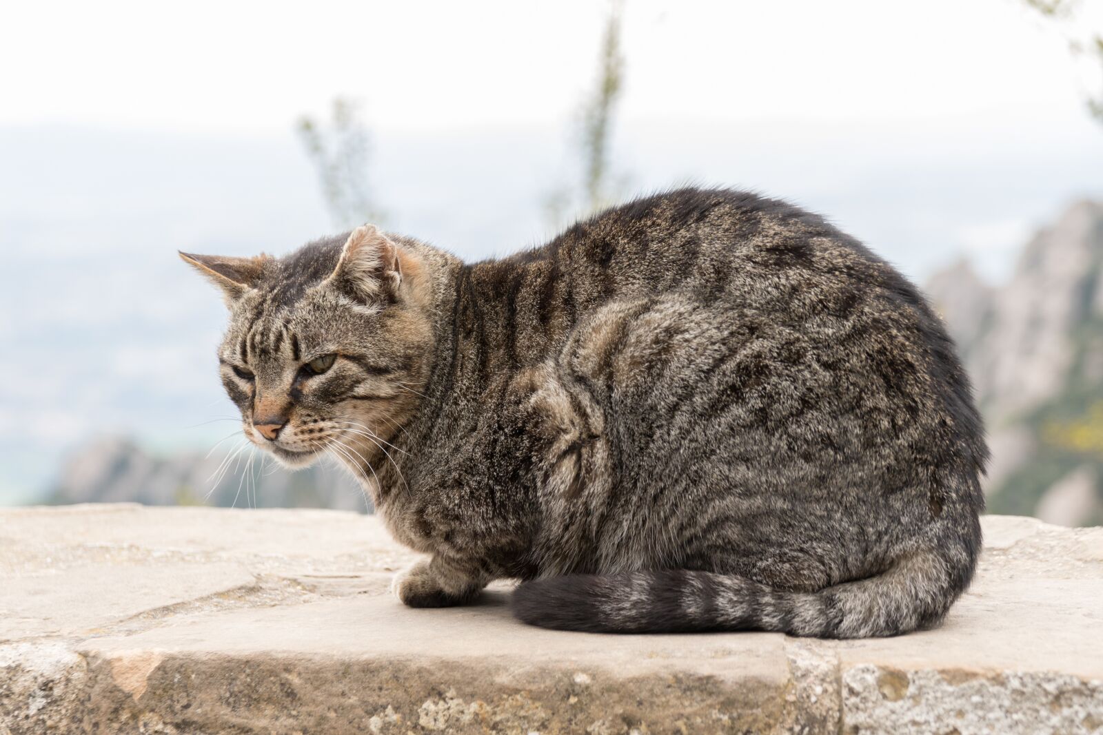 Canon EOS 7D Mark II sample photo. Cat, pet, face photography