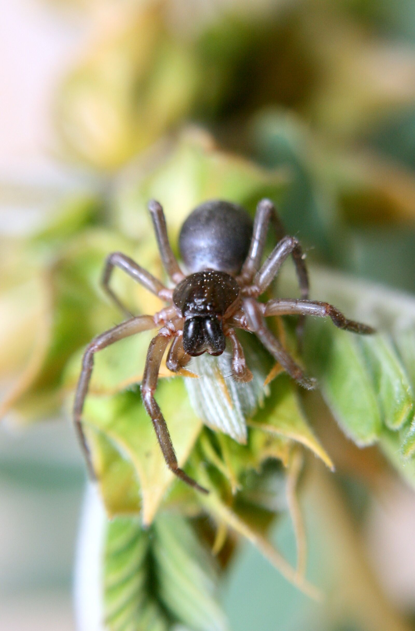 Canon EOS 400D (EOS Digital Rebel XTi / EOS Kiss Digital X) sample photo. Spider, arachnid, predator photography