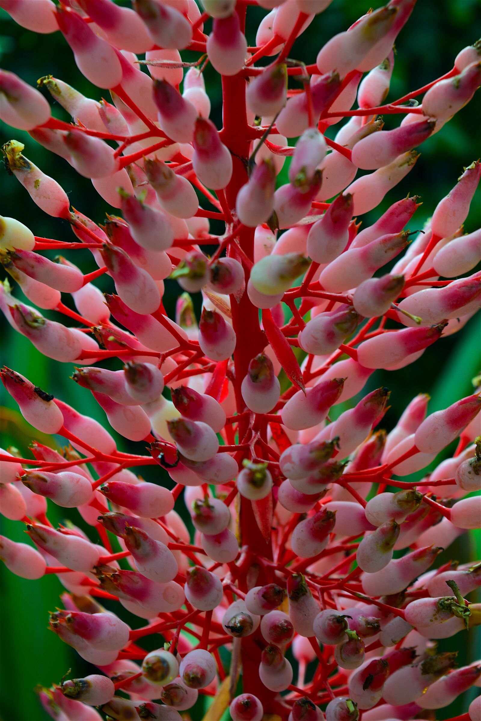 Nikon D3300 sample photo. Flowers, pink, blossom photography