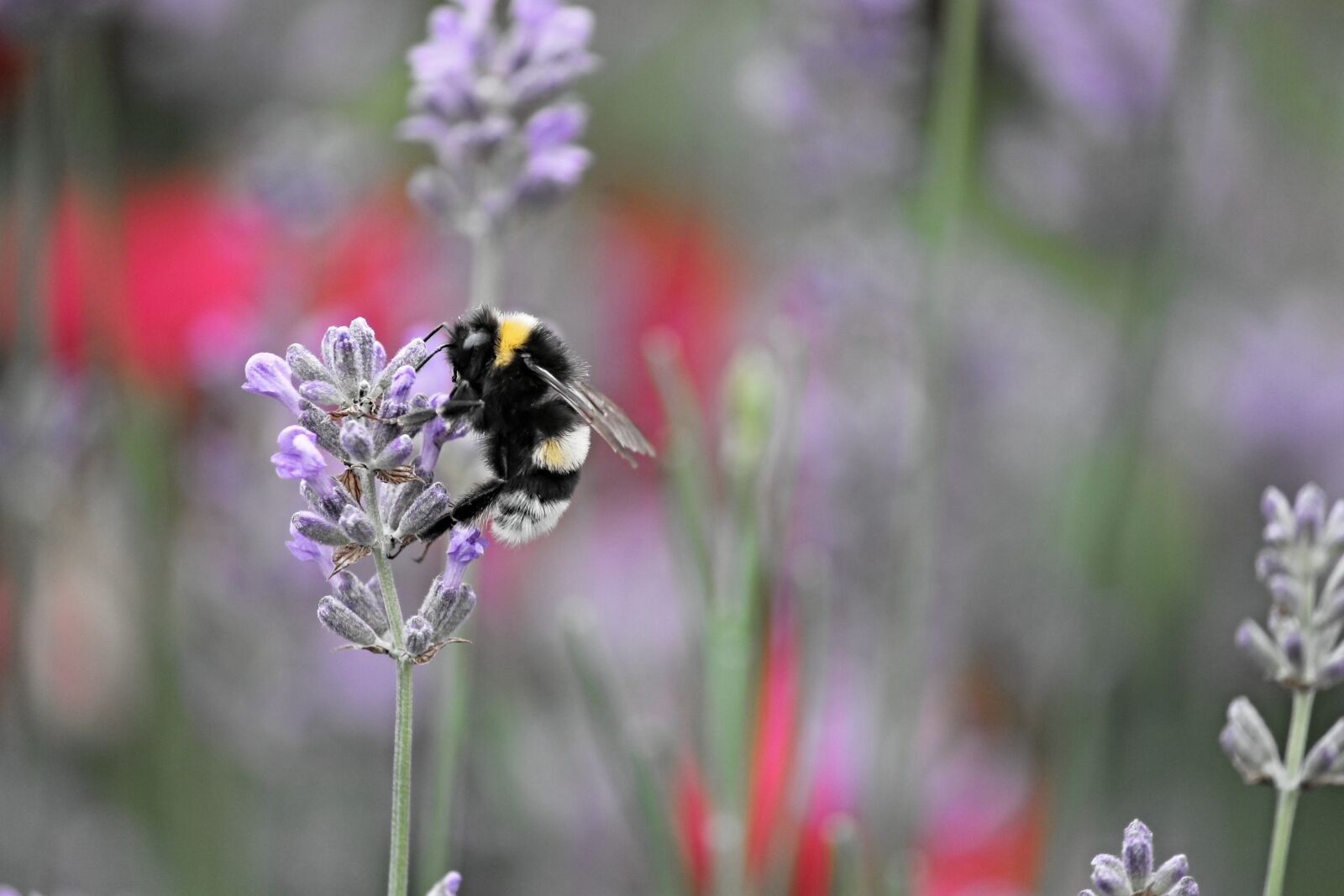 Canon EOS 1100D (EOS Rebel T3 / EOS Kiss X50) sample photo. Fictional, hummel, insect photography