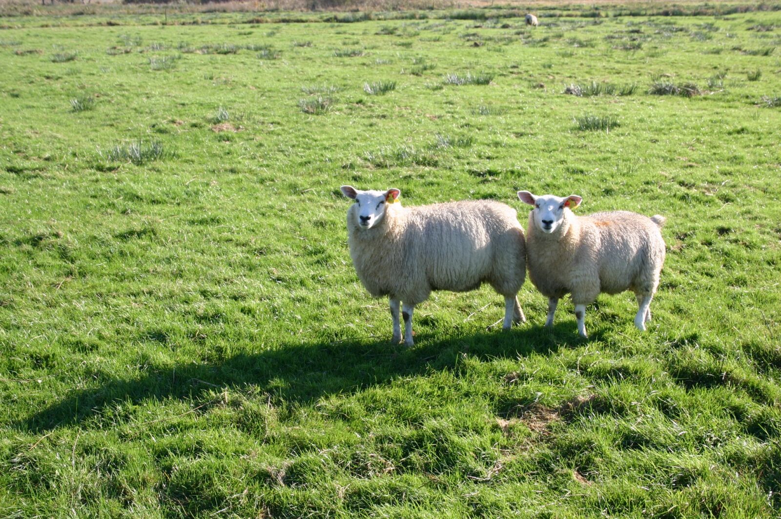 Canon EOS 300D (EOS Digital Rebel / EOS Kiss Digital) sample photo. Sheep, meadow, green grass photography