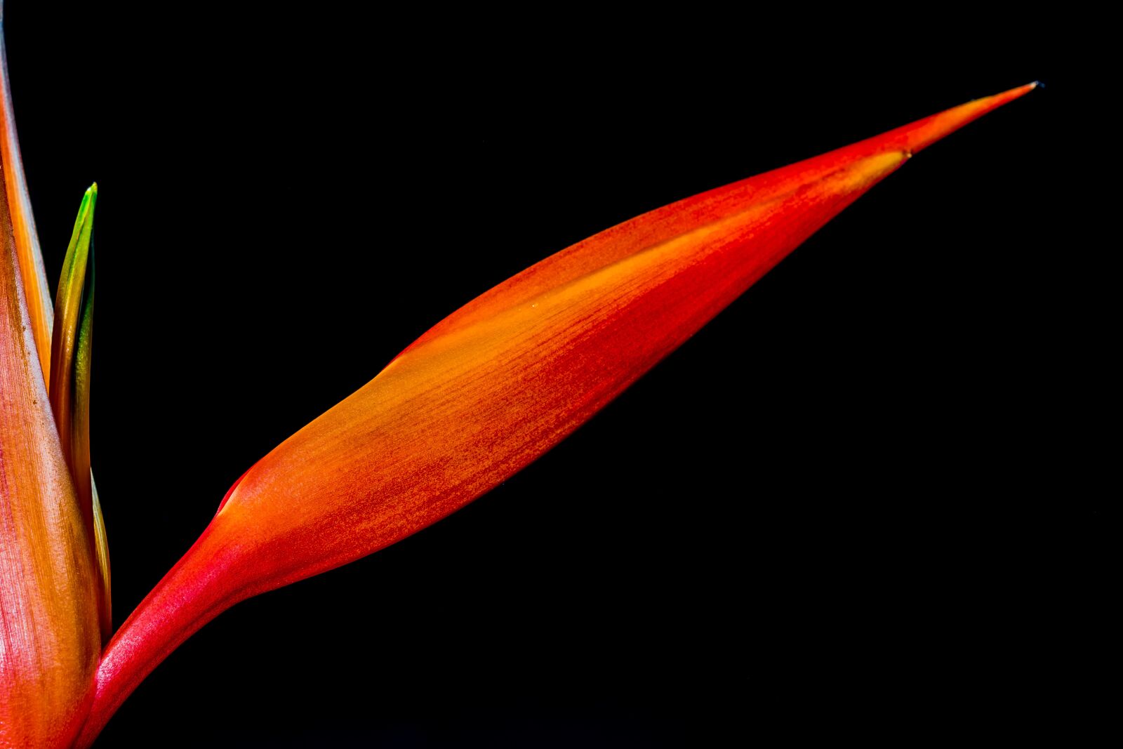 Nikon D5200 sample photo. Strelitzia, blossom, bloom photography