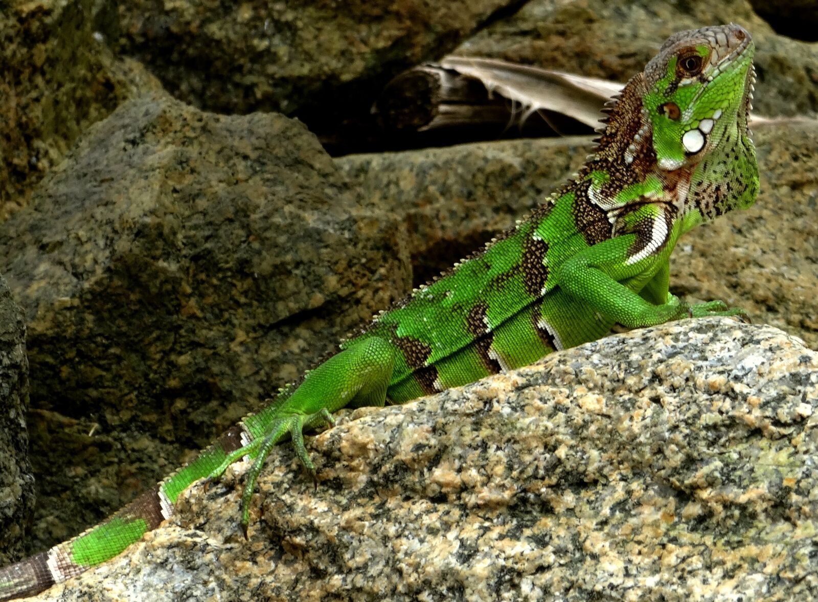 Sony Cyber-shot DSC-HX50V sample photo. Iguana, caribbean, green photography