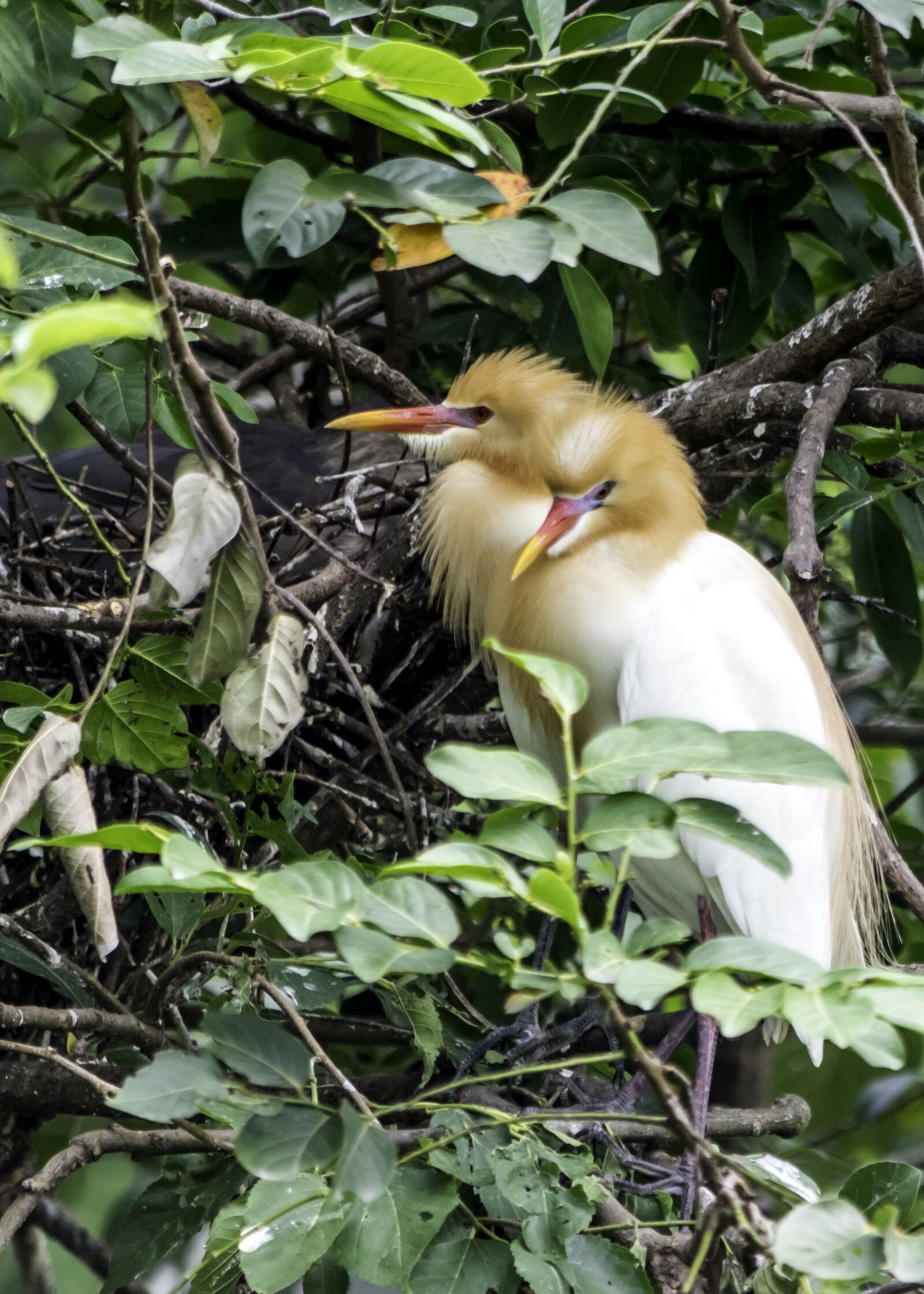 Nikon D5500 sample photo. Nature, bird, outdoors photography