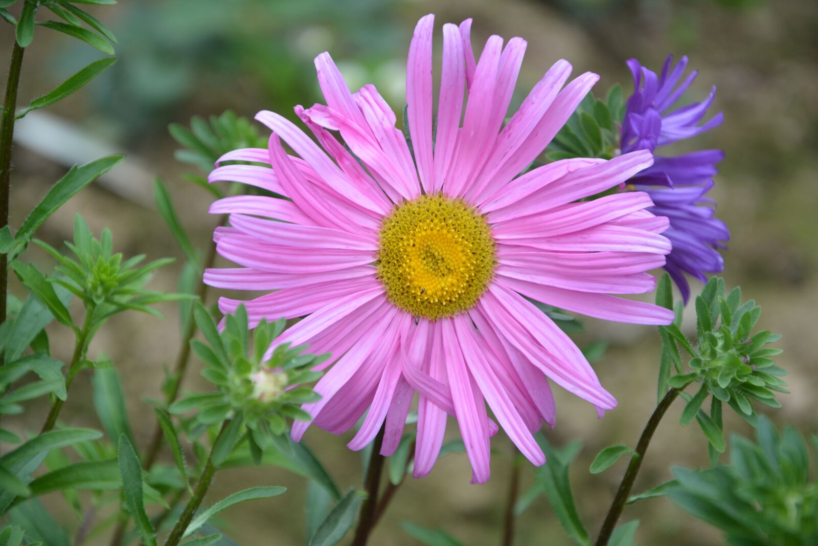 Nikon D5200 sample photo. Flower light pink, petals photography