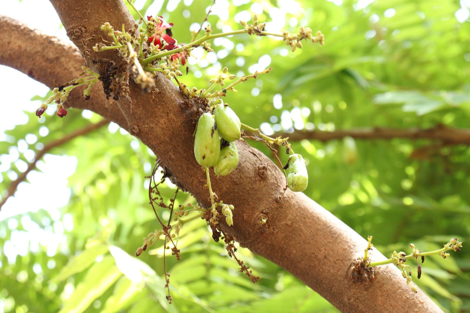Canon EOS 250D (EOS Rebel SL3 / EOS Kiss X10 / EOS 200D II) sample photo. Kerala, bilimbi, tree photography