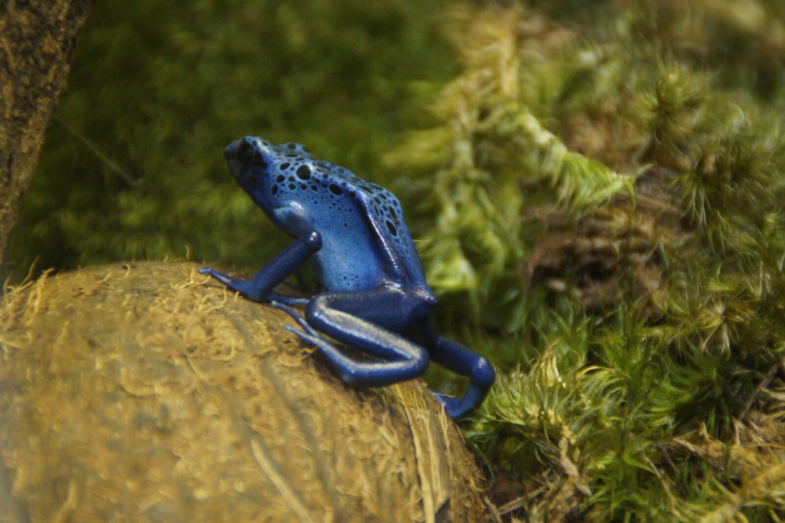 Sony SLT-A58 sample photo. Frog, poison frog, blue photography