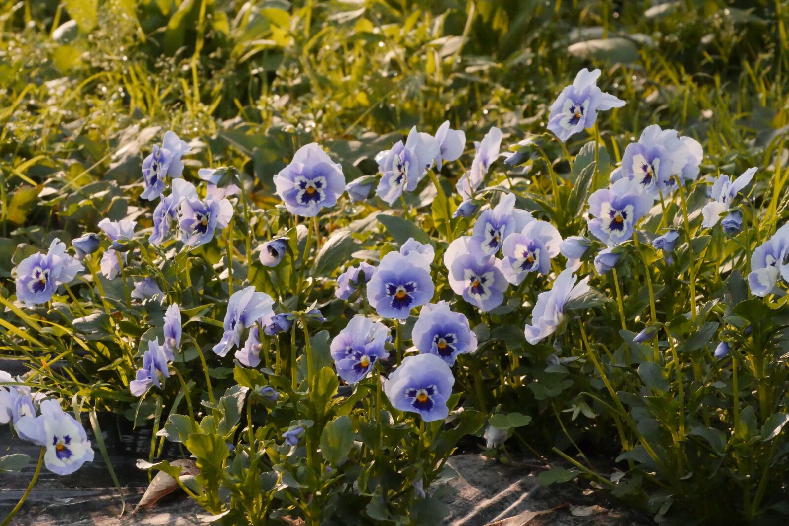 Panasonic Lumix DMC-GH4 sample photo. Pansy, flowers, garden photography