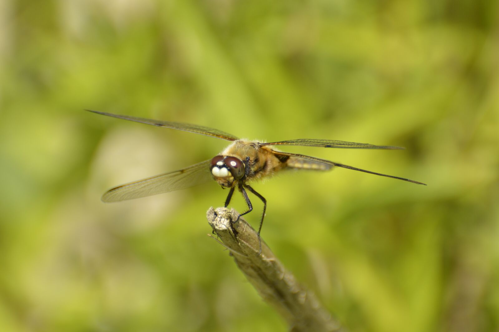 Nikon D3200 sample photo. Dragonfly, nature, grass photography