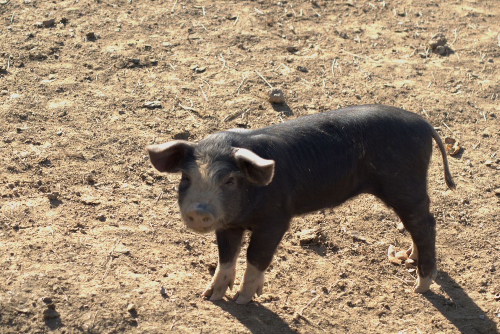Nikon D5500 sample photo. Baby, pig, farm photography