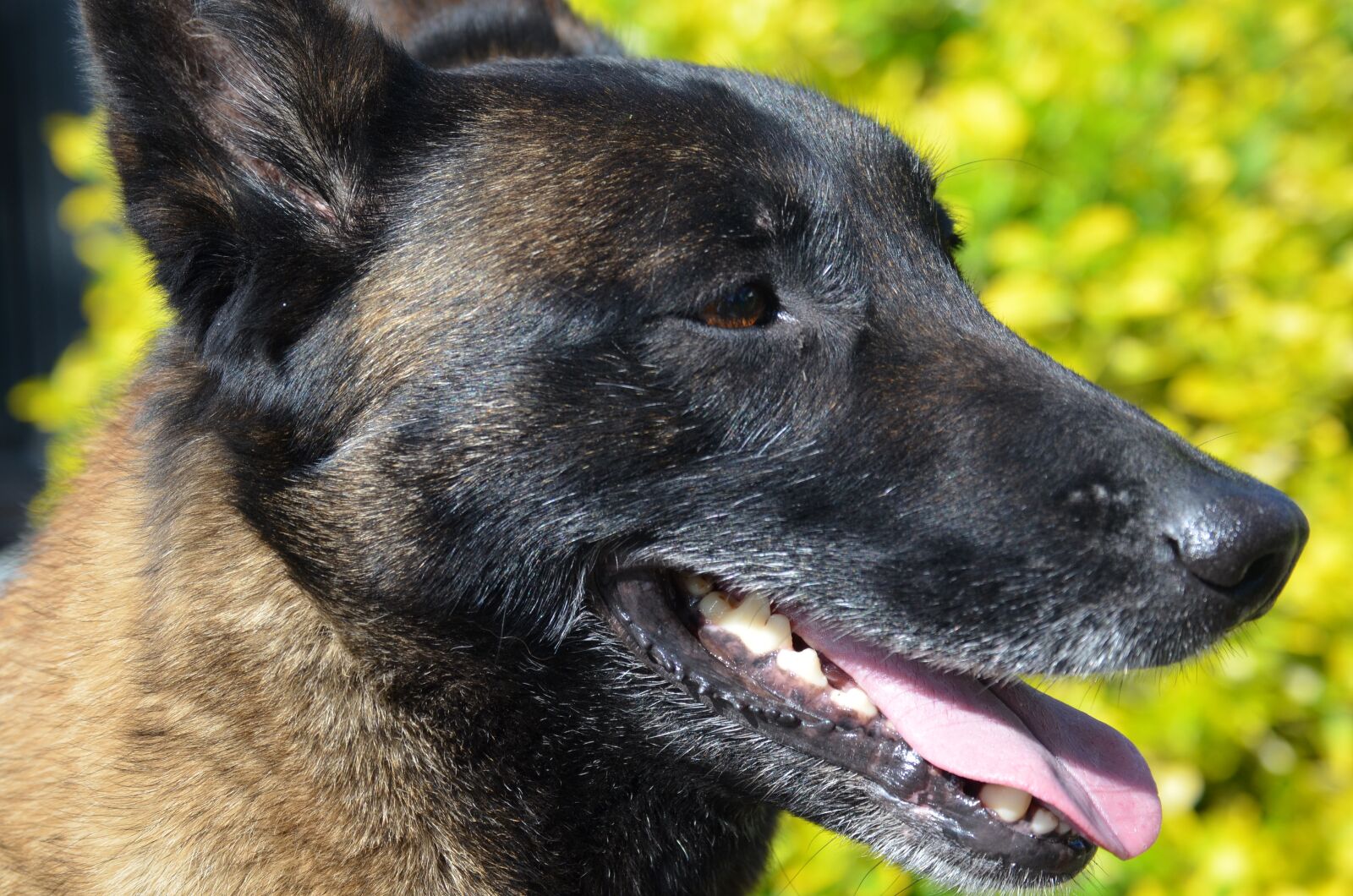 Nikon D5100 sample photo. Dog, belgian malinois, animal photography