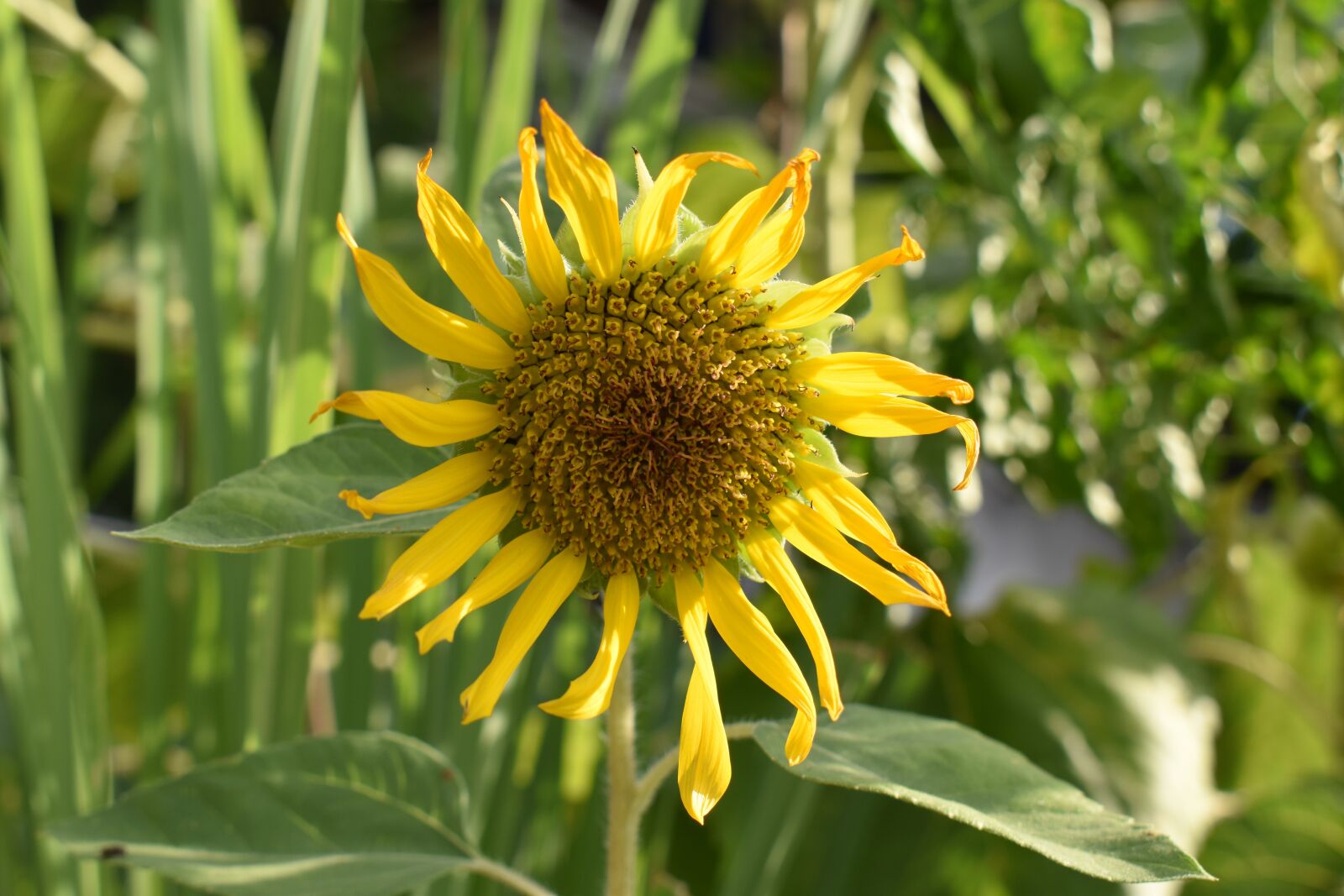 Nikon D5600 sample photo. Sunflower, yellow, bright photography