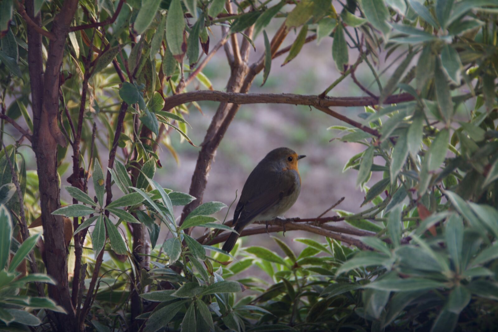 Nikon D7100 sample photo. Bird, robin, bush photography