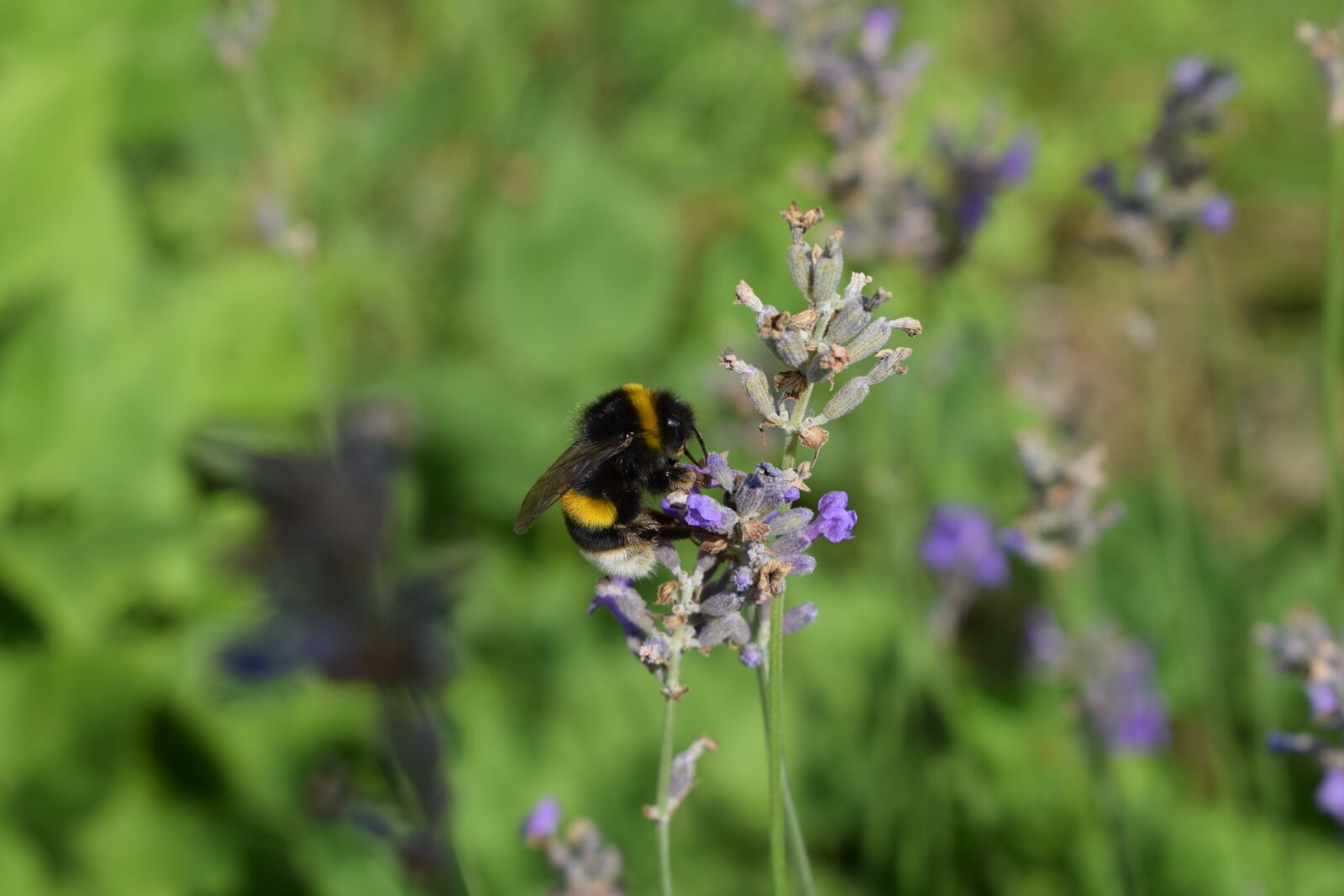 Nikon D3300 sample photo. Bumblebee, lavender, purple photography