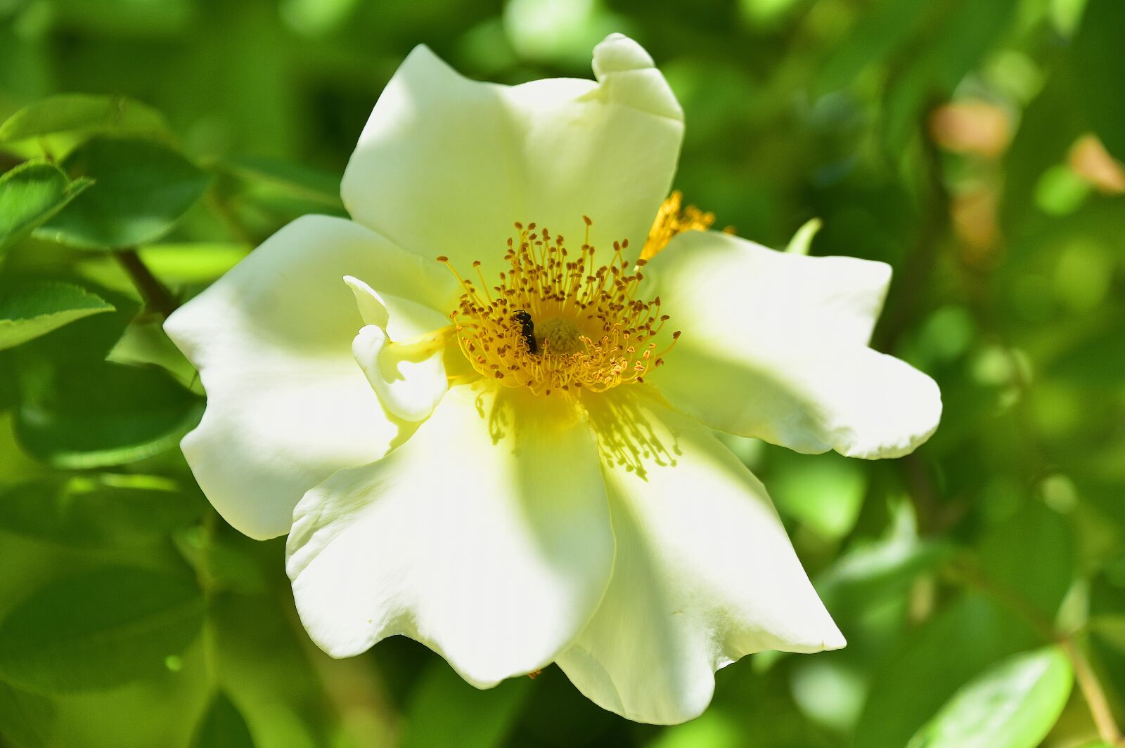 Nikon D7200 sample photo. Flowers, garden, plant photography