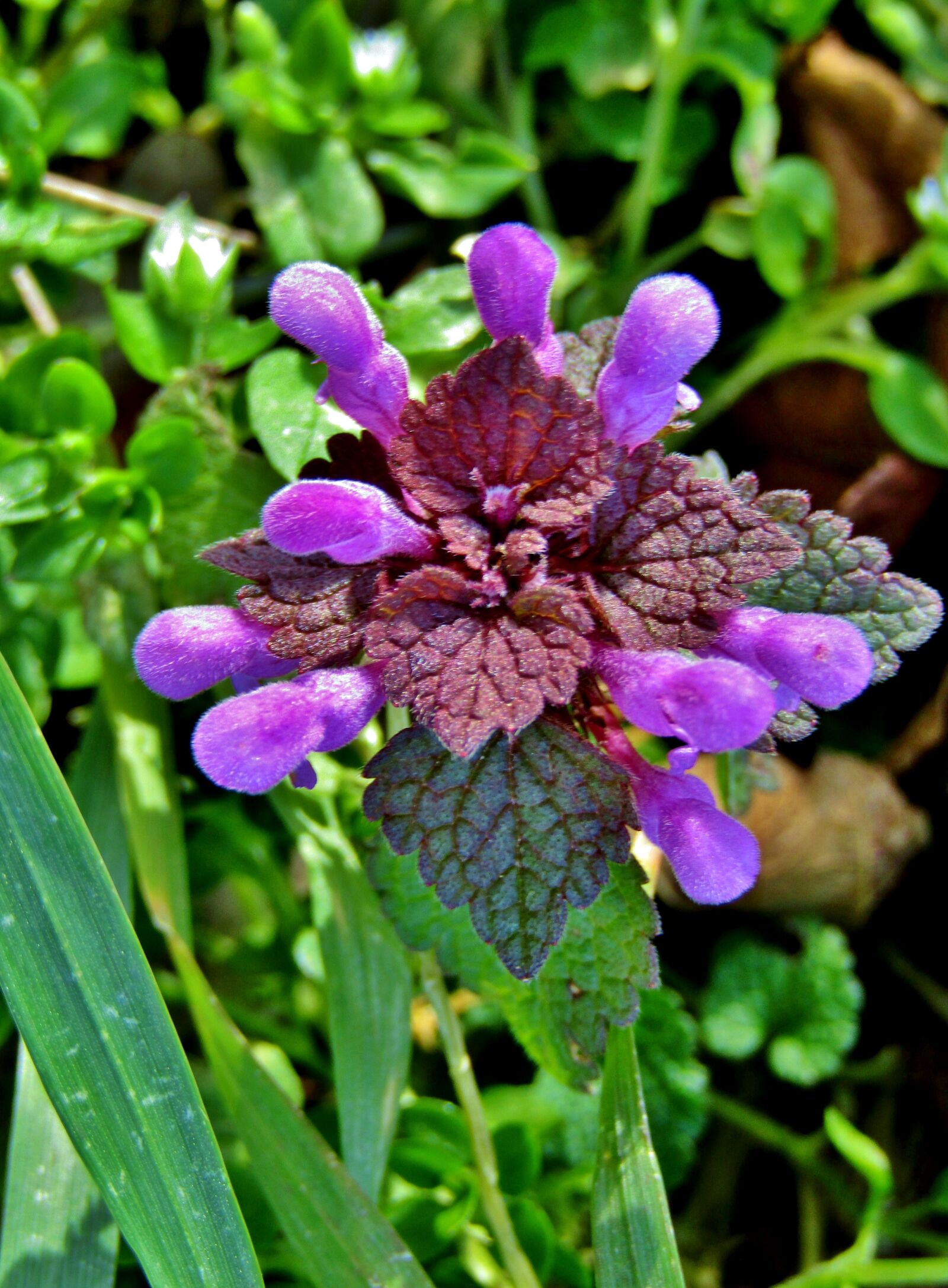 Canon POWERSHOT SX432 IS sample photo. Dead nettle, weed, meadow photography