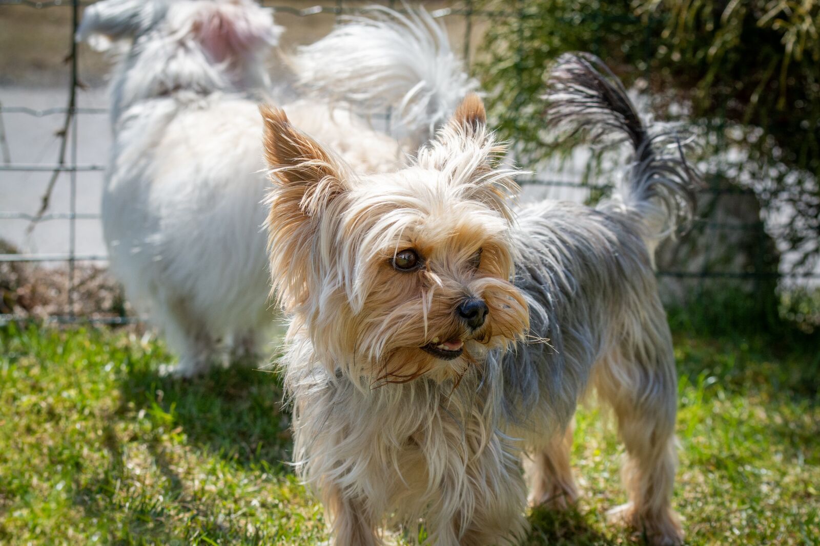 Nikon D7100 sample photo. Dog, yorkie, yorkshire terrier photography