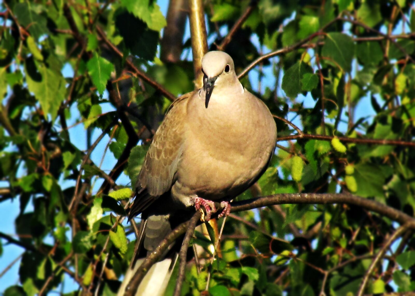 Canon PowerShot SX30 IS sample photo. Dove, bird, nature photography