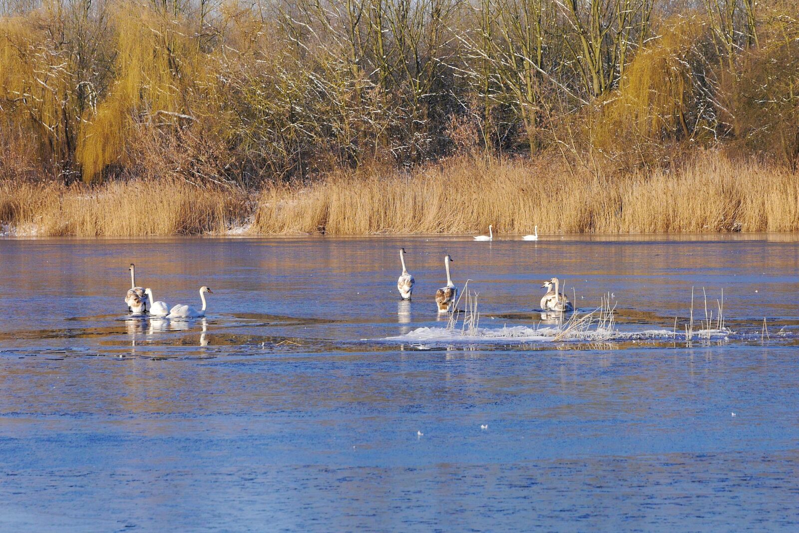 Panasonic Lumix DMC-G6 sample photo. Swans, waters, lake photography