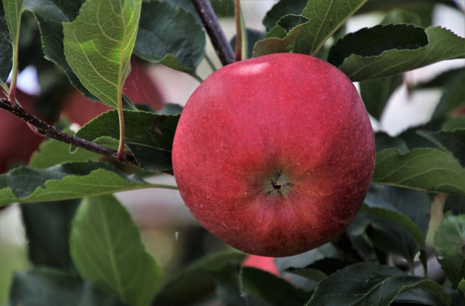 Canon EOS 80D sample photo. Fruit, apple, sprig photography