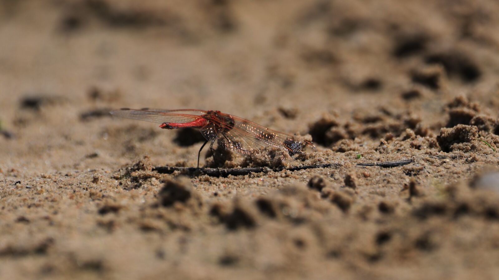 150-600mm F5-6.3 DG OS HSM | Contemporary 015 sample photo. Dragonfly, wing, veins photography