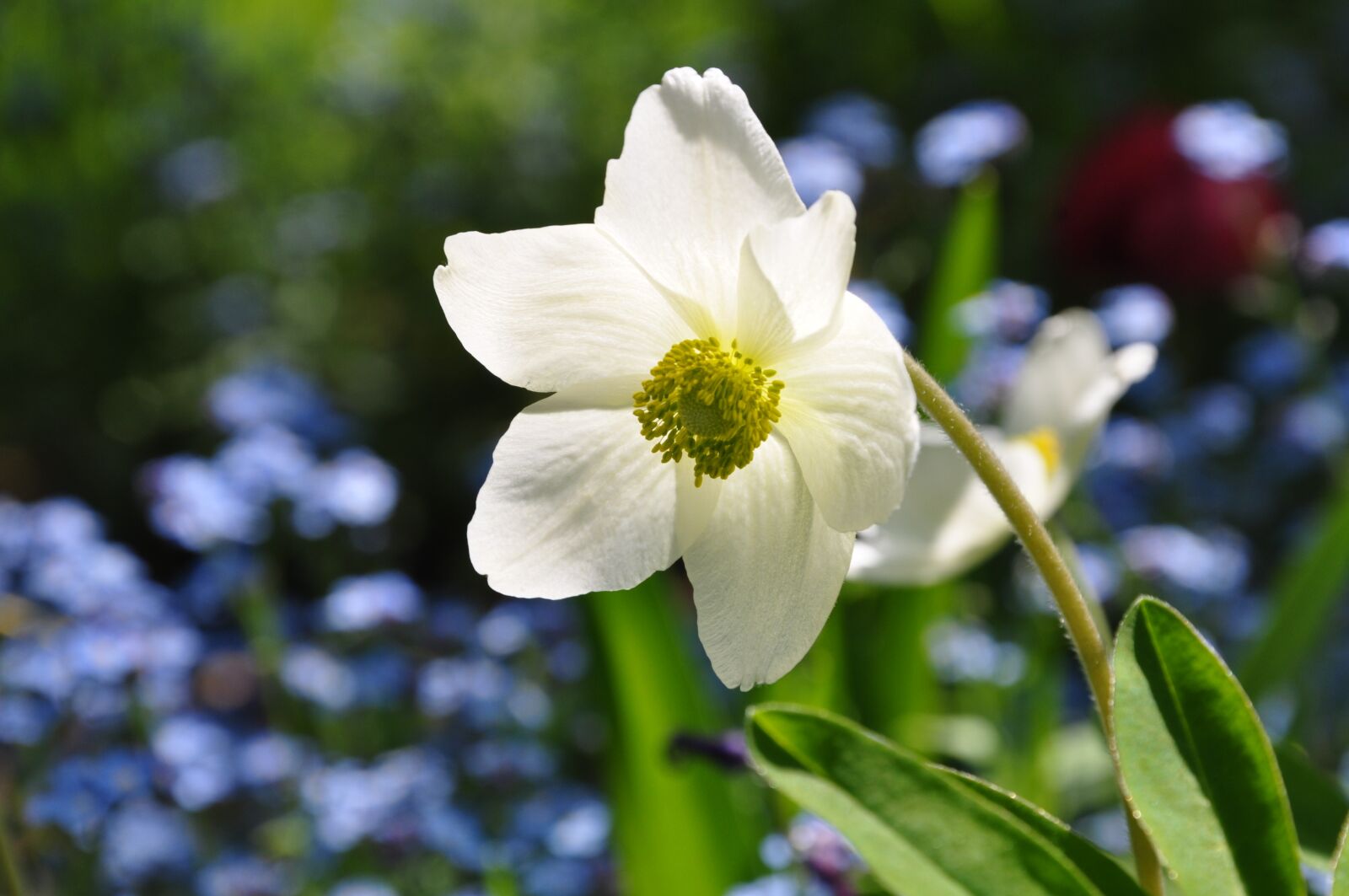 Nikon D5000 sample photo. Windflower, anemone, spring photography