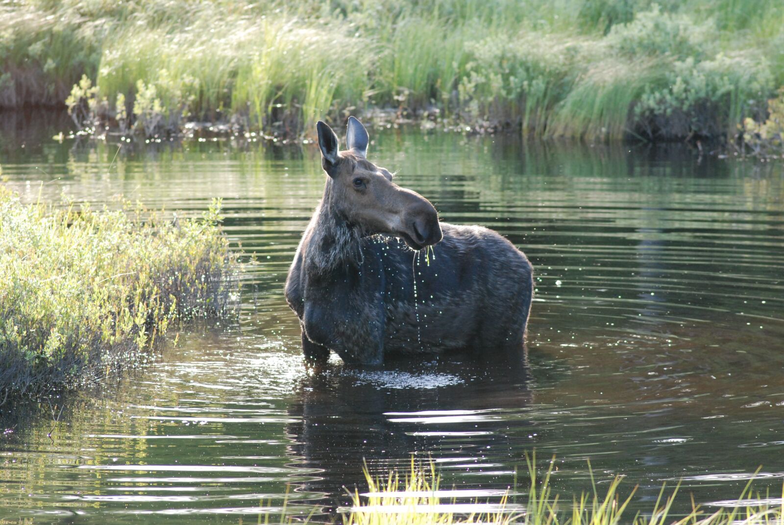 Nikon D80 sample photo. Moose, attention, looking photography