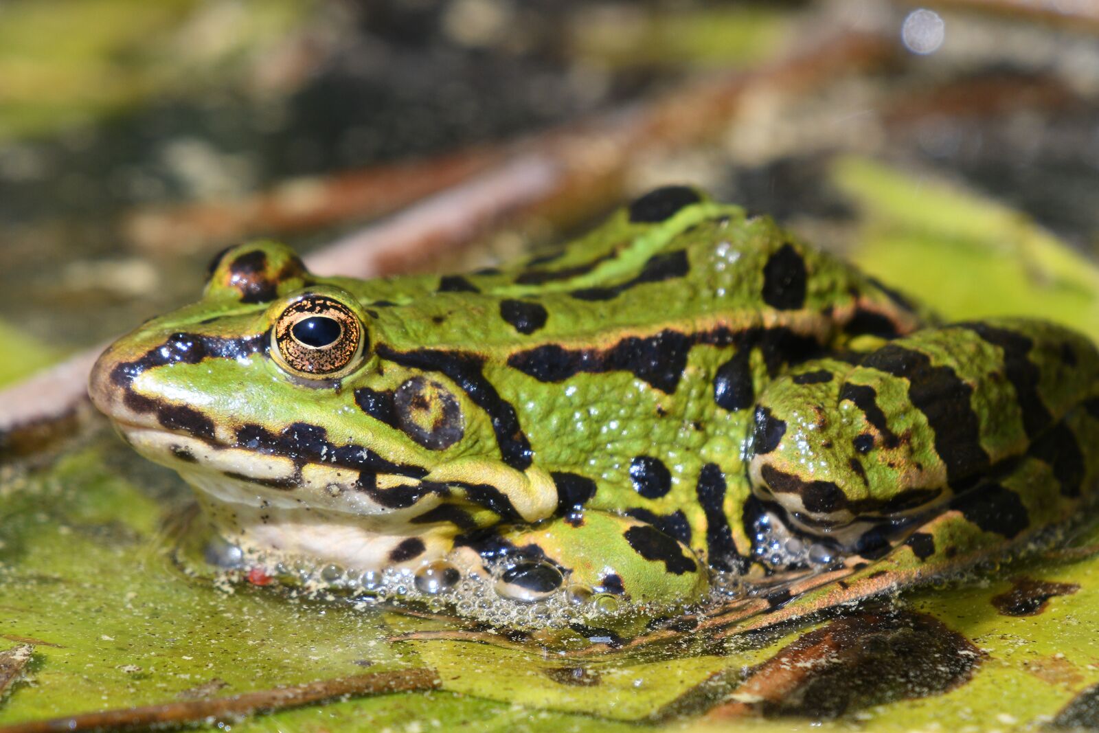 Nikon D500 sample photo. Frog, swim, nature photography