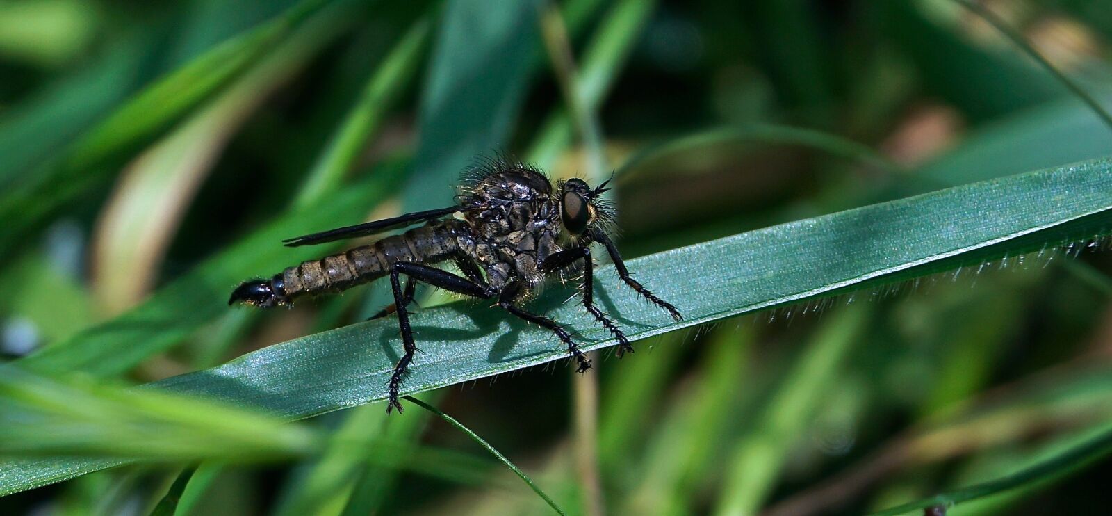 Sony a6000 sample photo. Insect, blade of grass photography