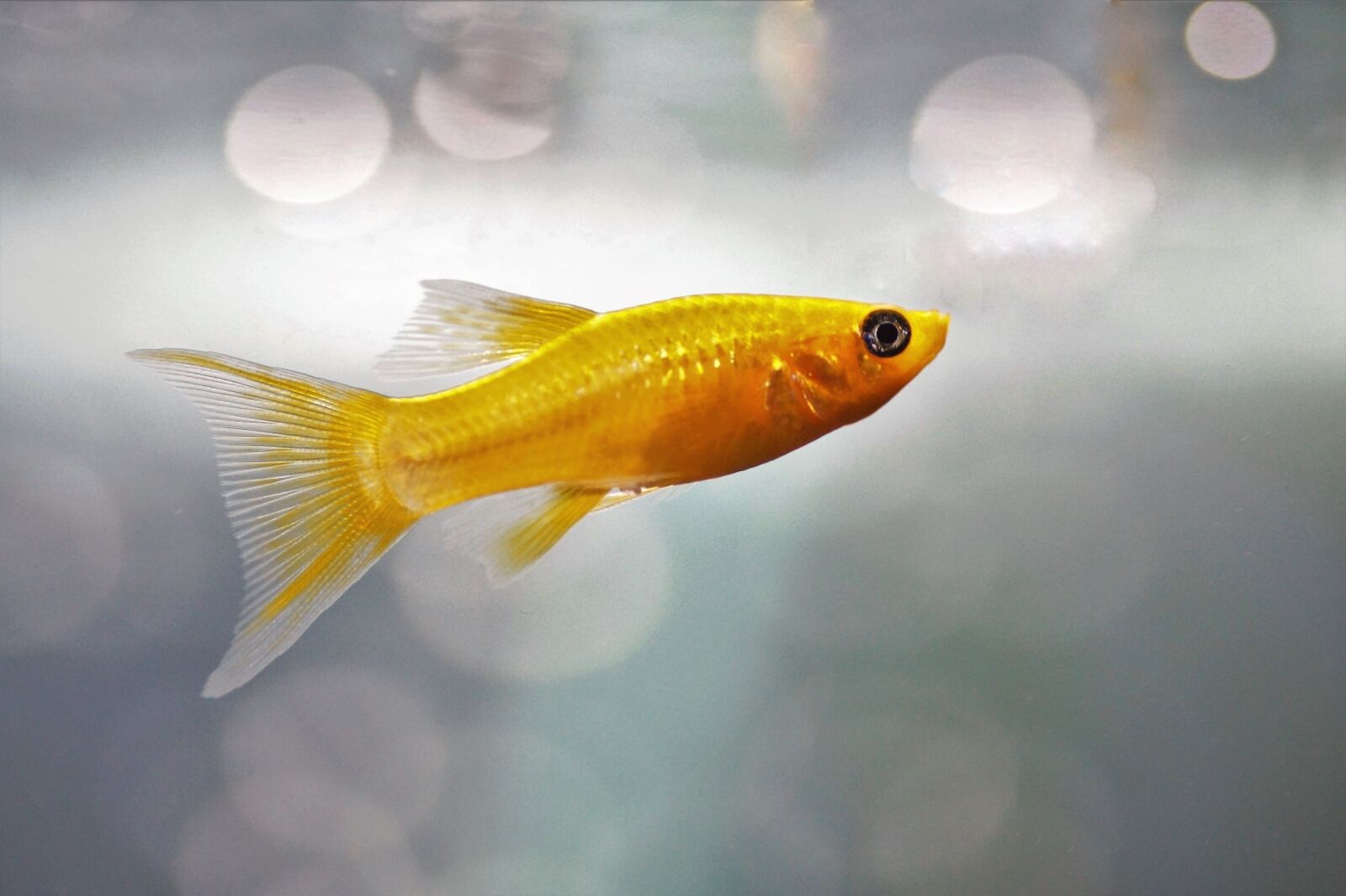 Sony SLT-A58 sample photo. Fish, aquarium, freshwater photography