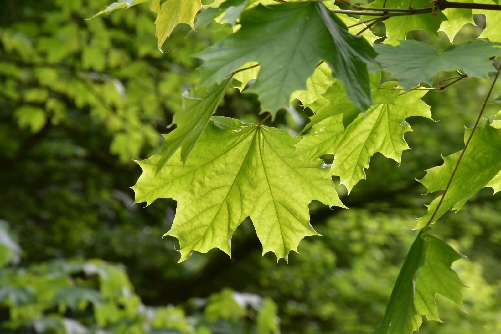 Nikon D5500 sample photo. Leaves, maple, maple leaves photography