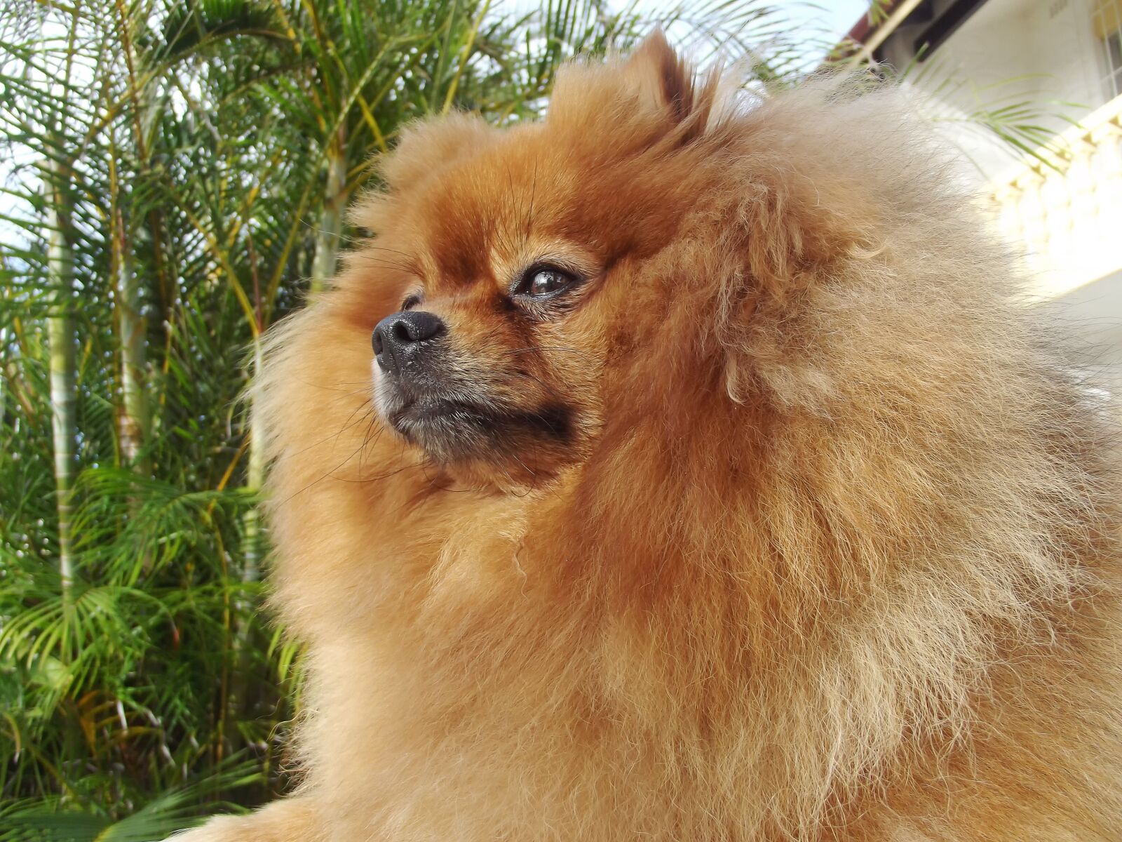 Fujifilm FinePix S2960 sample photo. Pomeranian, dog, spitz type photography