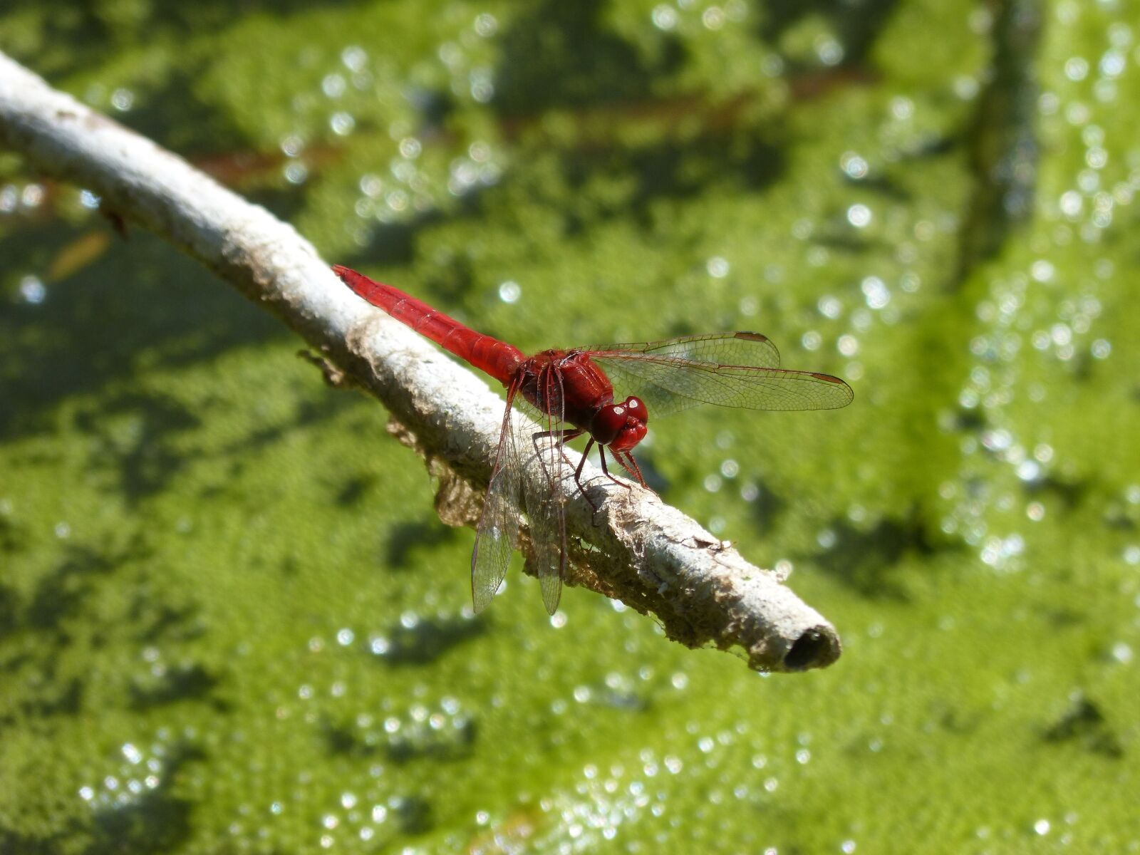 Panasonic DMC-FZ62 sample photo. Dragonfly, red dragonfly, american photography