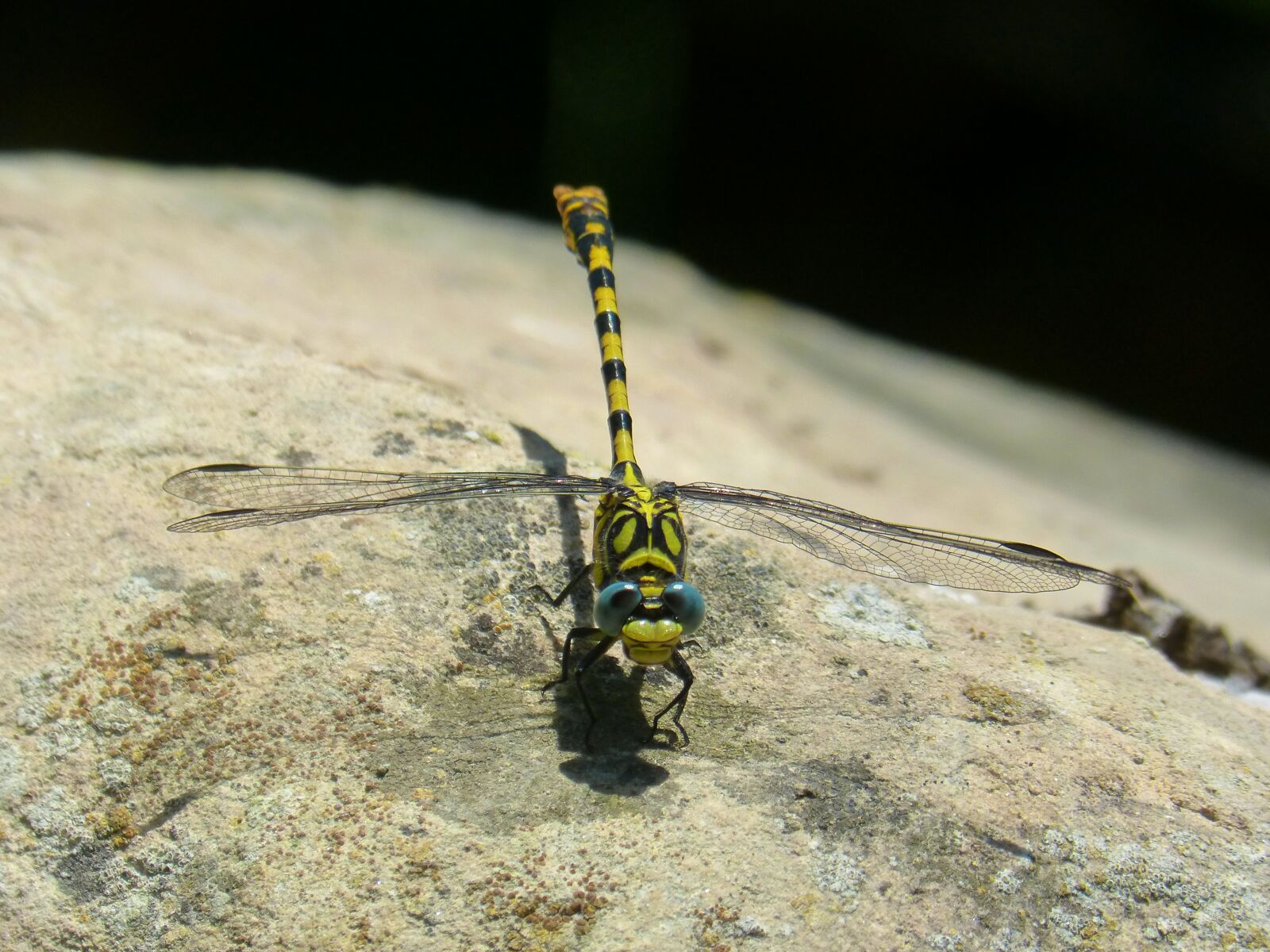 Panasonic DMC-FZ62 sample photo. Dragonfly, dragonfly tiger, onychogomphus photography