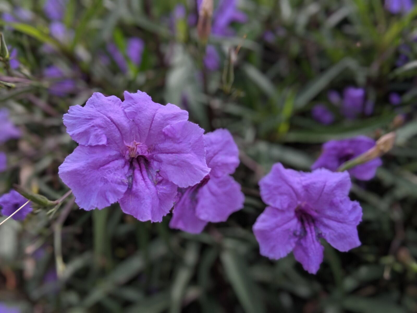 Google Pixel 2 sample photo. Mexican petunia, flower, blossom photography