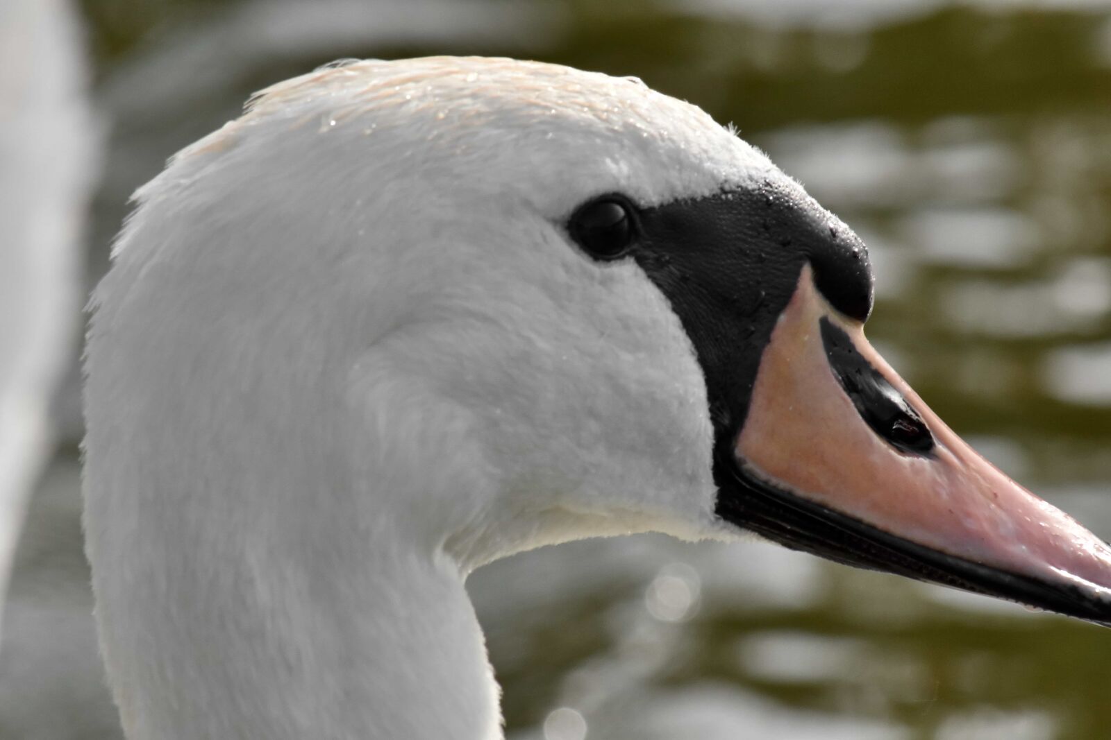 Nikon D5500 sample photo. Blurry, swan, feather, wildlife photography