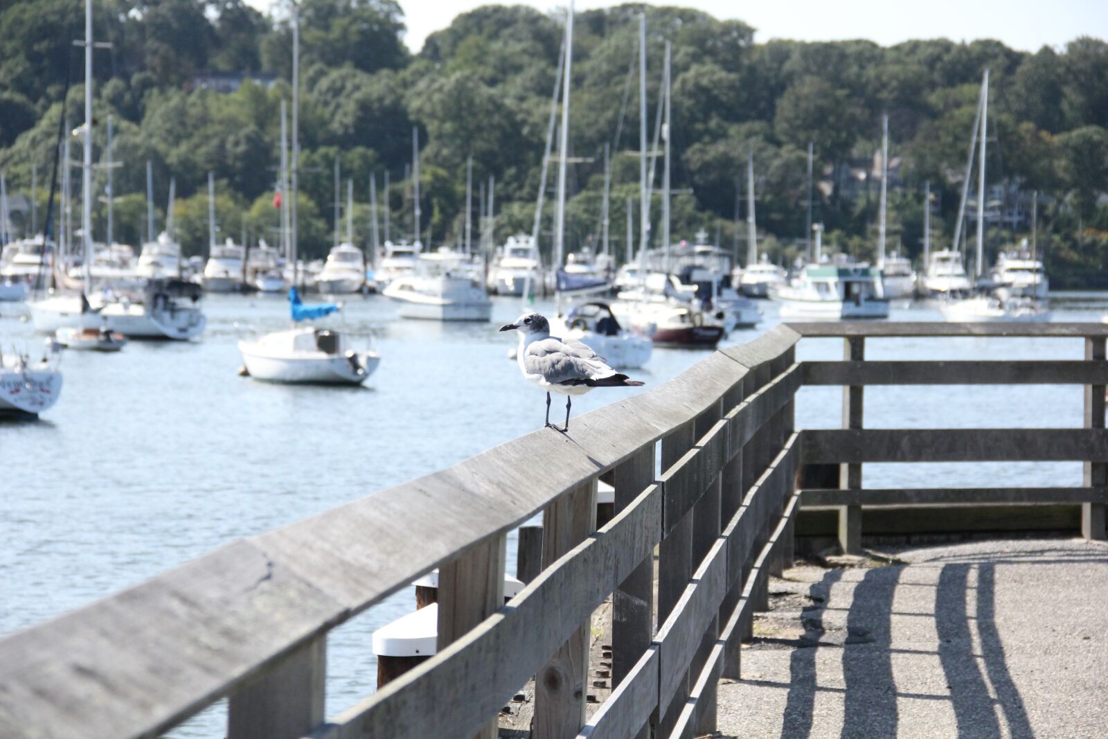 Canon EOS 550D (EOS Rebel T2i / EOS Kiss X4) sample photo. Harbor, boats, seagull photography