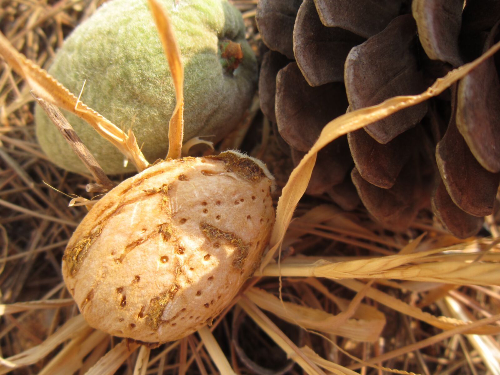 Canon PowerShot A3200 IS sample photo. Close up, almond, shell photography