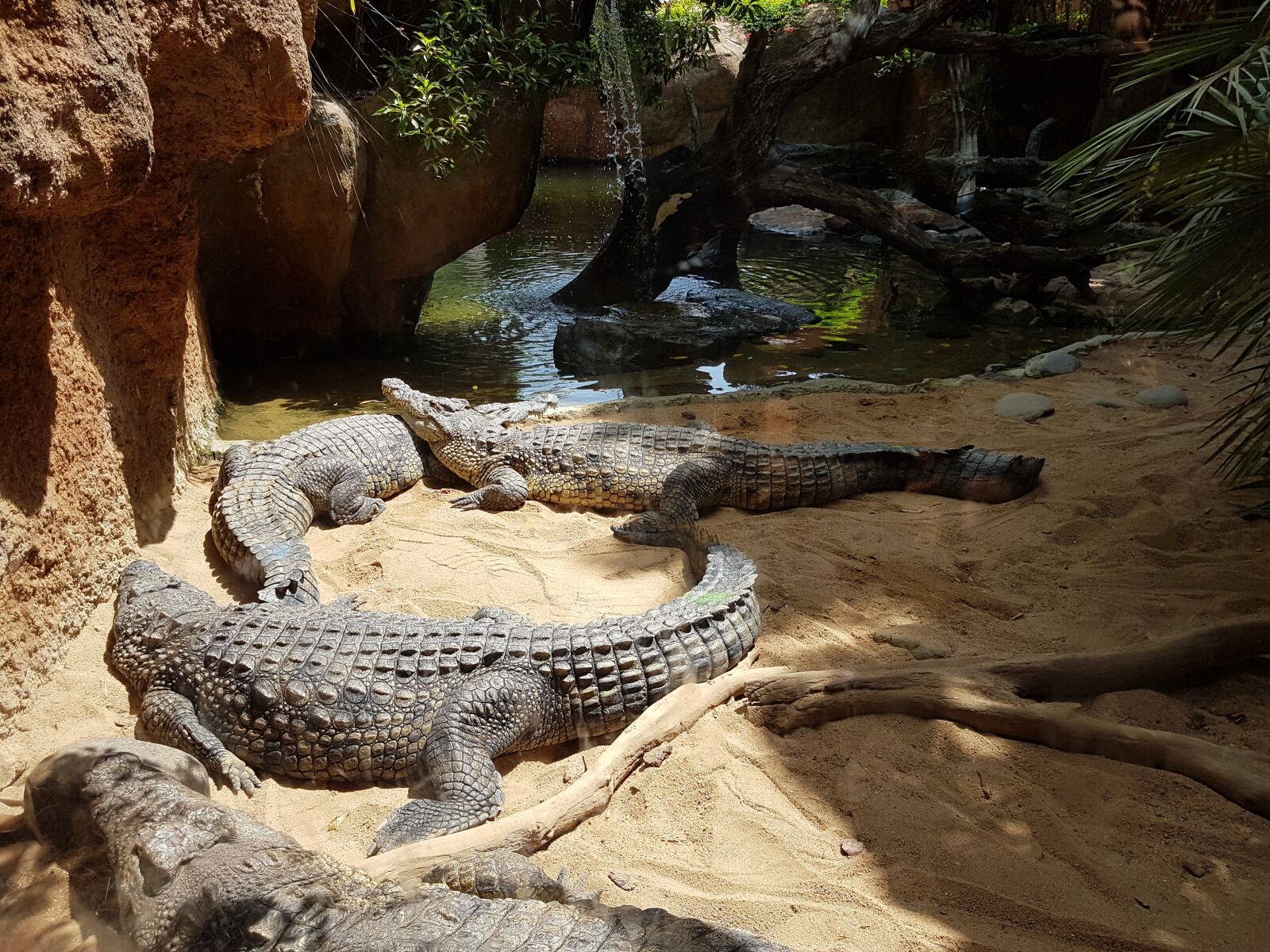 Samsung Galaxy S7 sample photo. Zoo, nature, summer photography
