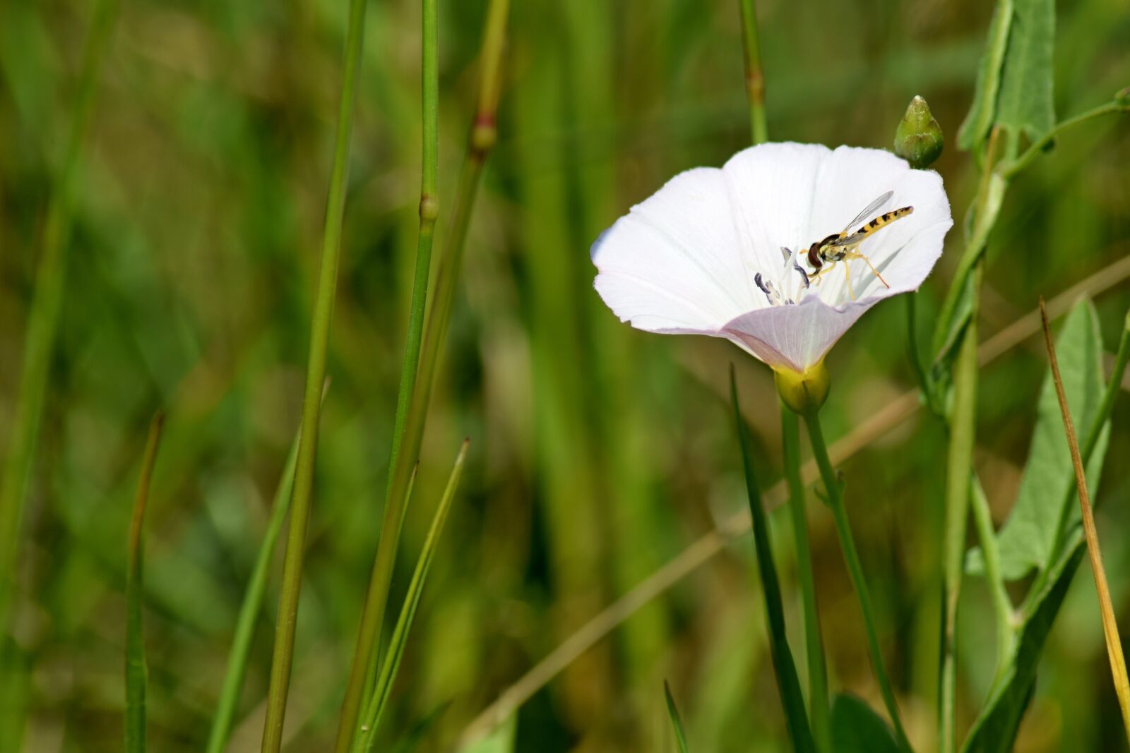 Nikon D5300 sample photo. Field bloom, meadow flowers photography